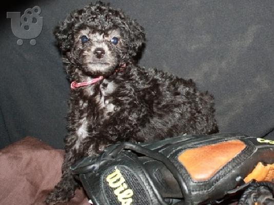 Όμορφη κουτάβια Poodle παιχνιδιών